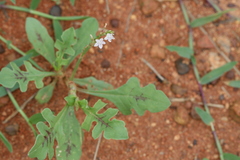 Oxygonum sinuatum